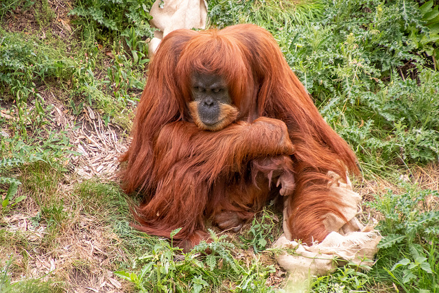 Orangutan with its baby