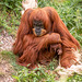 Orangutan with its baby