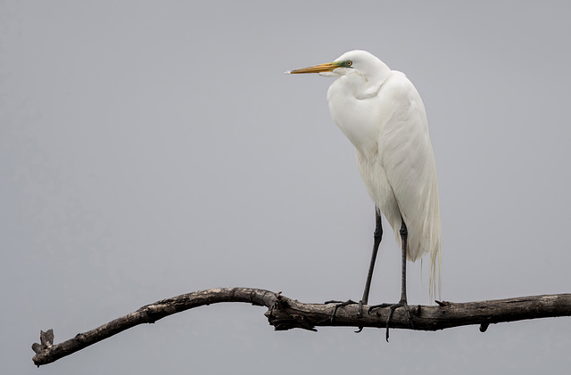 Great Egret