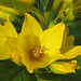 Gilbweiderich (Lysimachia)