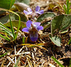 Prairie Violets