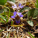 Prairie Violets