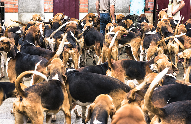 vacunando a un centenar de sabuesos