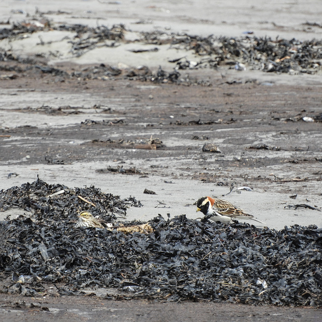 Day 8, Lapland Longspur, Pointe-a-la-Croix