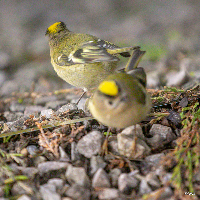 Goldcrest performing in front of a mirror