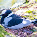 Blacksmith plover