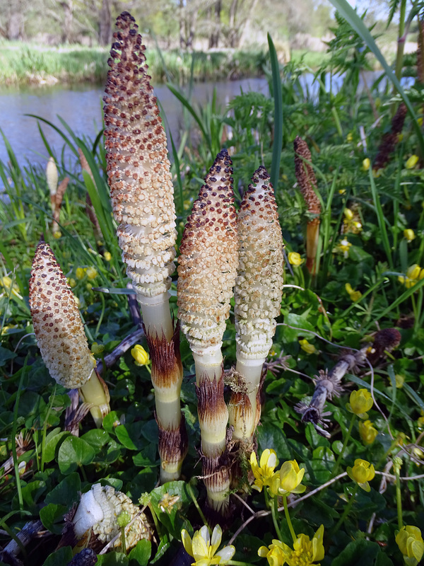 Spore bearing stems of Equisetum species