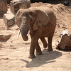 Afrikanischer Elefant / Zoo Dresden