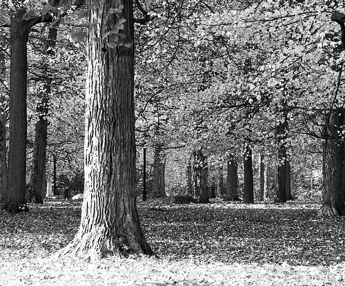 forêt enchantée