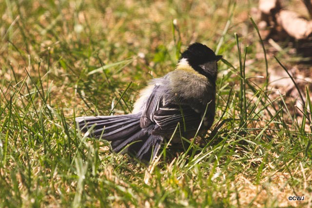 Sunbathing