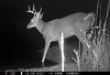 Whitetail buck