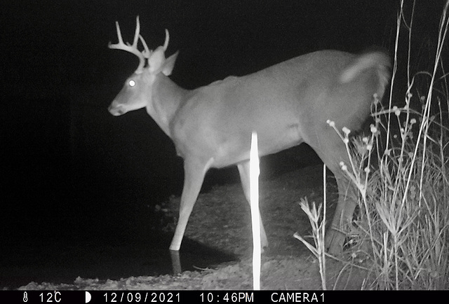 Whitetail buck