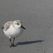 Sanderling