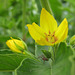 Gilbweiderich (Lysimachia)