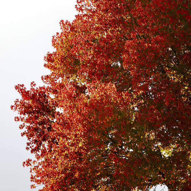 Plein feu sur l'automne