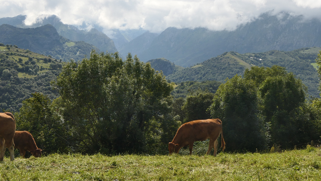 Asturias 15