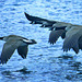 Canada geese