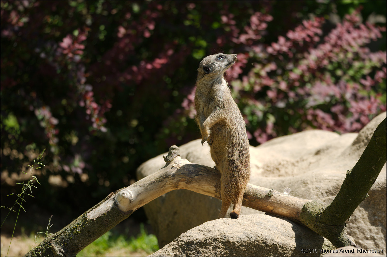 Kölner-Zoo-0073