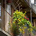 Flowery balcony at Piedicavallo, Biella