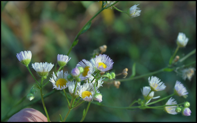 Erigeron annuus (2)