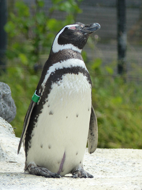 San Francisco Zoo (38) - 19 April 2016