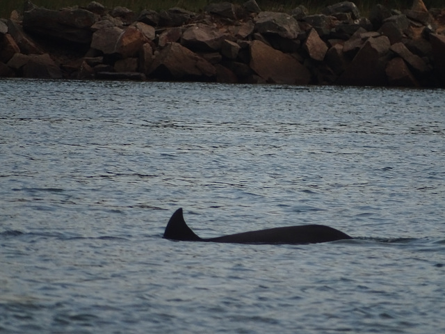 DSC04973 - boto-da-tainha Tursiops truncatus gephyreus, Cetaceae