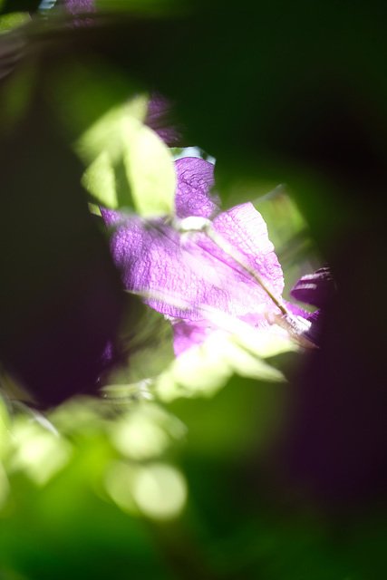 DSCF6487