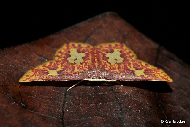 Chrysocraspeda faganaria (Guenée, [1858]), ♂