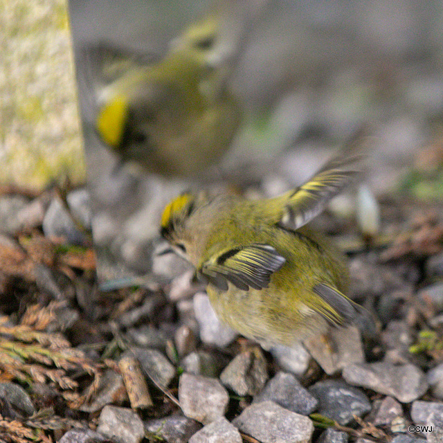 Goldcrest performing in front of a mirror