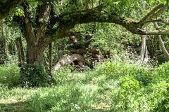 The Wiltshire Countryside in Mid May