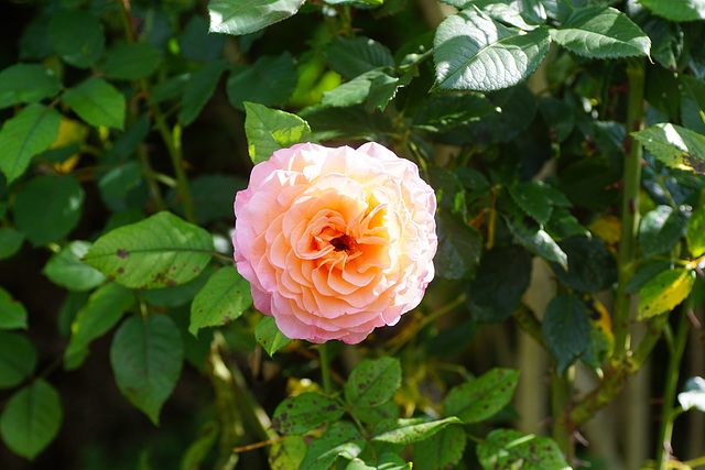 Rose in der Mittagssonne II