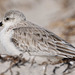 Sanderling