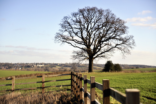 HFF from the old oak tree near CSP & HS2