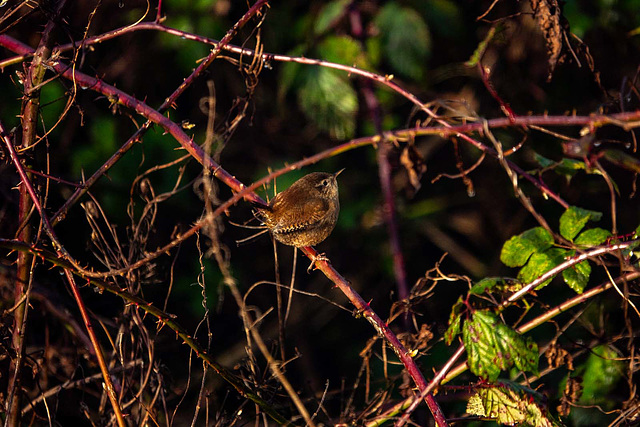 Wren