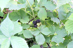 Mûres mures le 19 juin ! Mûres mures le 19 juin !