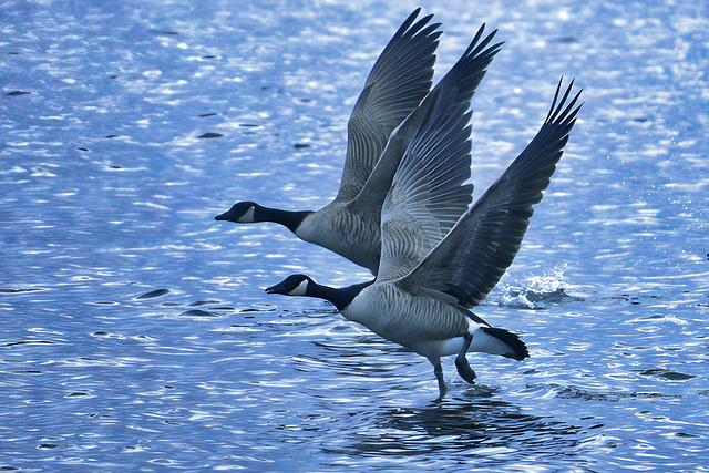 Canada geese