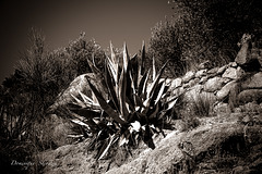 Aloes