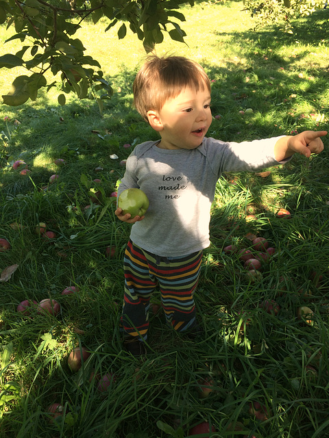 Apple Picking #2