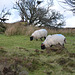 Dartmoor National Park, The Blackhead Sheeps on Moorland