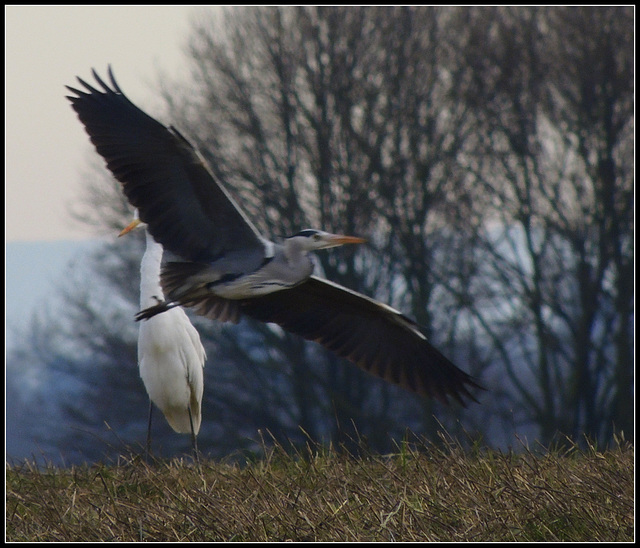 Razor flight