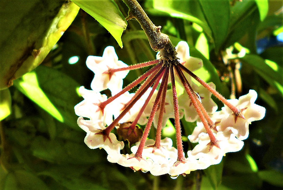 A close up of one of the blooms