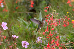 Female Ruby-throated Hummingbird on Scarlet Gilia