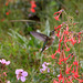 Female Ruby-throated Hummingbird on Scarlet Gilia