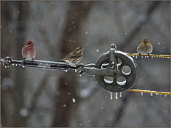 Finches in the snow