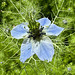 Nigelle de Damas