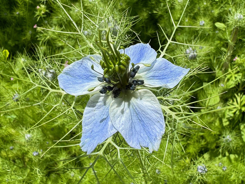 Nigelle de Damas