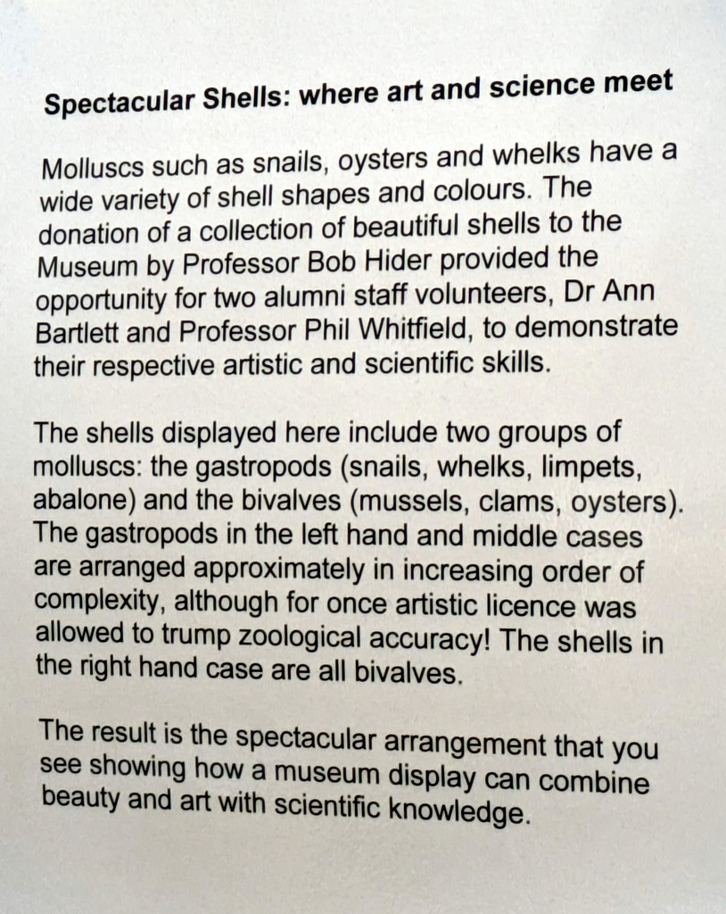 PXL 20240918 144452893-001-Spectacular Shells