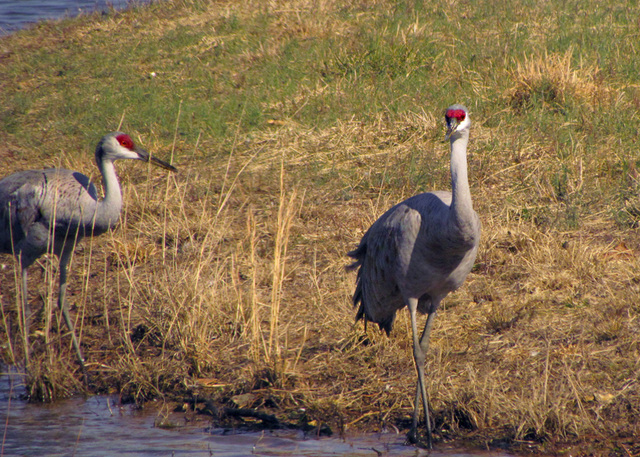 Sandhill Cranes