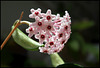 Hoya carnosa (4)
