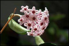 Hoya carnosa (4)